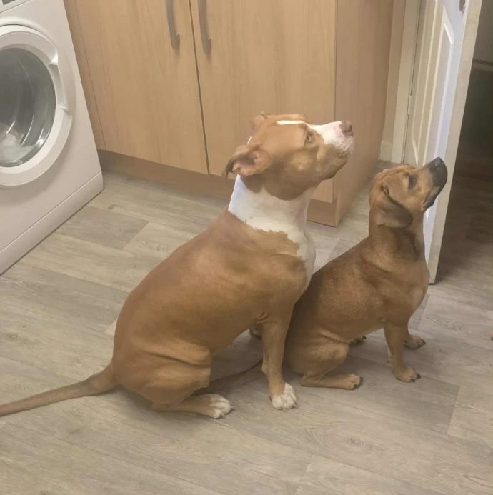 Two dogs enjoying natural treats from Healthy Hounds