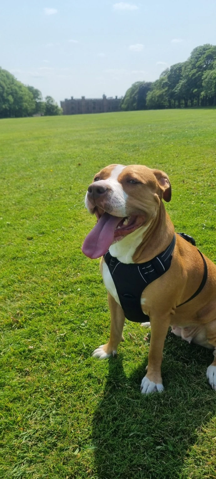 Dog enjoying a walk in a stylish harness from Healthy Hounds Castleford