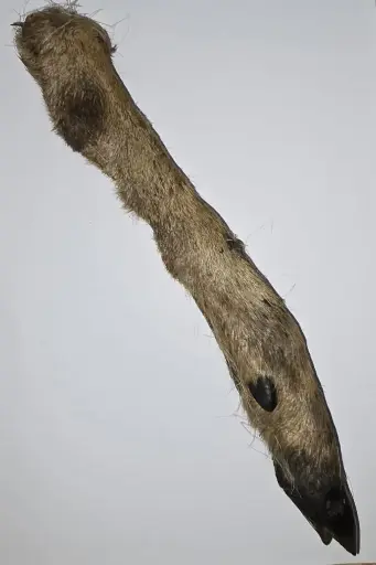 Hairy Venison Leg